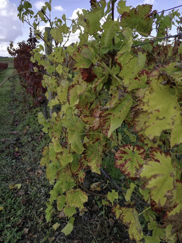 photo vignoble n°3