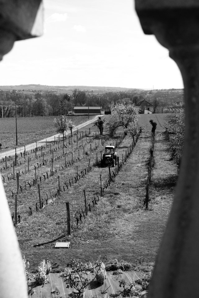 photo vignoble n°10