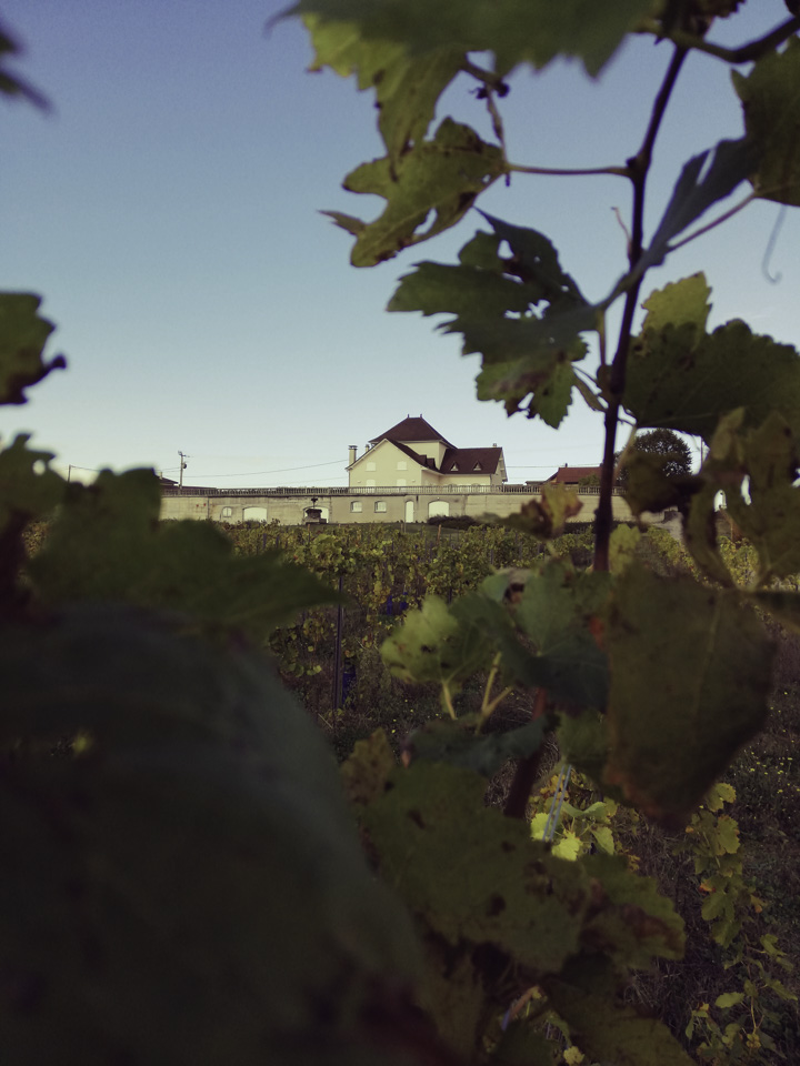 photo vignoble n°11